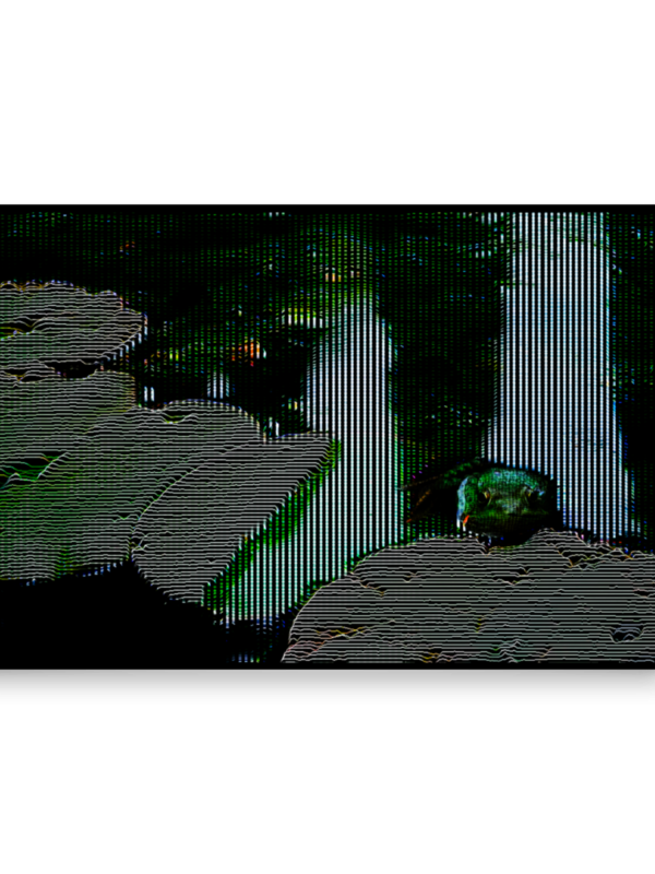 Frog fractures